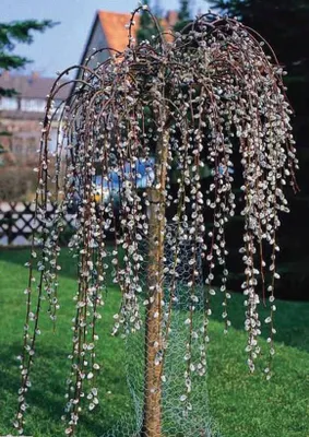 Csüngő Barkafűz 120cm „Salix caprea Pendula”