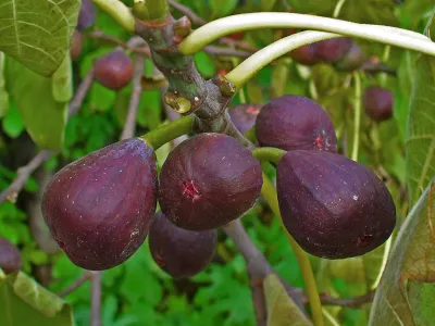 Füge „Nero” 100cm „Ficus carica”