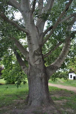 Fehér Nyárfa 200 cm „Populus alba”