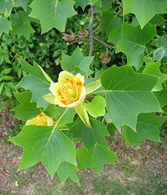 Amerikai tulipánfa 200 cm csemete „Liriodendron tulipifera” (Konténeres növényáru)