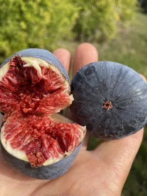 Füge „Violette de Sollies” 100cm „Ficus carica”