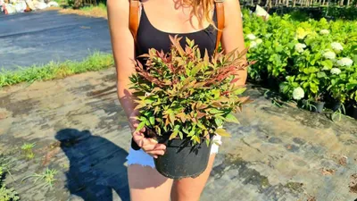 Japán Szentfa 30cm „Nandina domestica Gulf Stream”