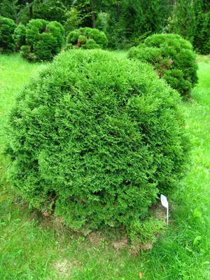Gömb Tuja „Danica” 20cm „Thuja occidentalis”