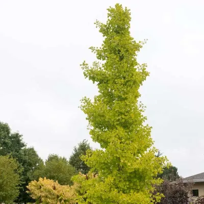 Törpe oszlopos páfrányfenyő „Menhir” 60 cm „Ginkgo biloba”