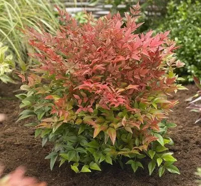 Japán Szentfa 30cm „Nandina domestica”