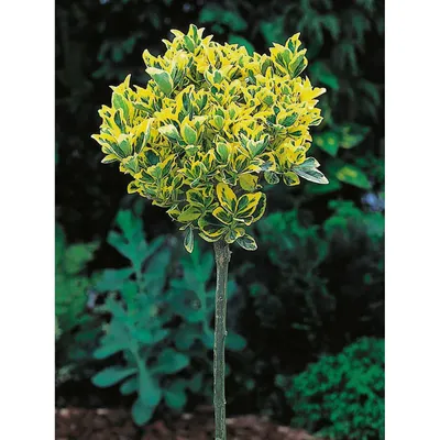 Magastörzsű Kecskerágó ARANY 100 cm „Euonymus fortunei Emerarald n Gold”