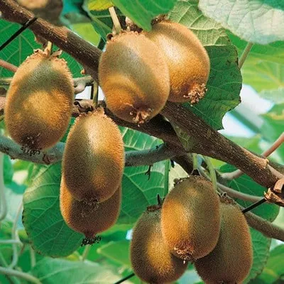 Öntermékeny Kivi „Jenny” 50cm „Actinidia deliciosa” (Cserepes télálló gyümölcstermő)