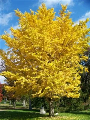 Páfrányfenyő 200cm „Ginkgo biloba” II. osztályú csemete