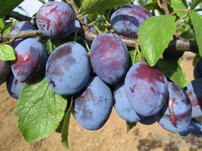 Szilva „Besztercei” 100cm (Konténeres)