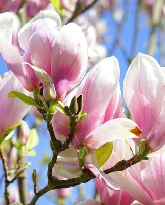 Magnolia „George henry kern” 100cm Liliomfa csemete