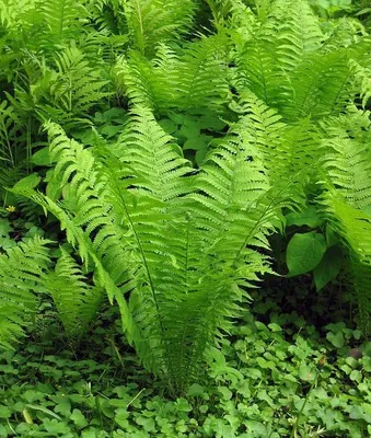 Európai Struccpáfrány 30cm „Matteuccia struthiopteris”