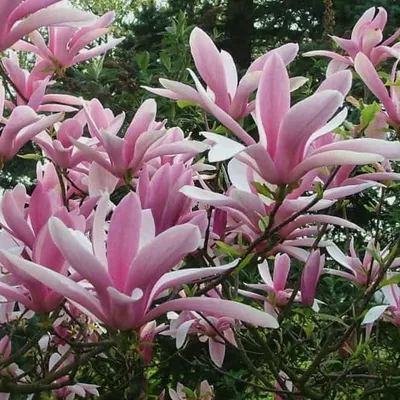 Magnolia „Betty” 60 cm Liliomfa csemete