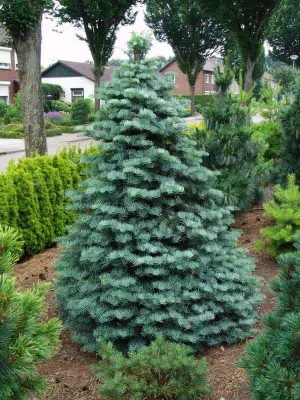 Törpe Kolorádói Jegenyefenyő 80-100cm  „Abies concolor Compacta”