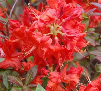 Azálea „Fireball” Piros 30-40cm „Azalea Mollis”