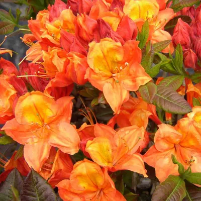 Azálea „Glowing Embers” Narancssárga 30-40cm „Azalea Mollis”