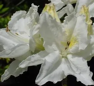 Azálea „Oxydol” Fehér 30-40cm „Azalea Mollis Oxydol”