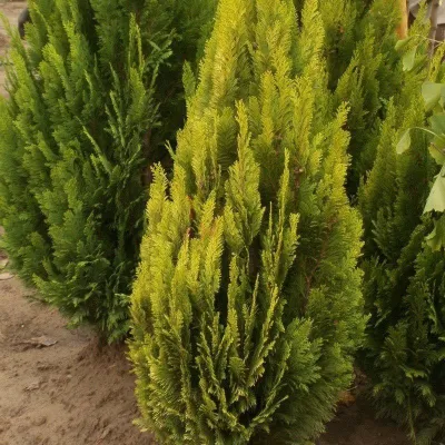 Arany Oregoni hamisciprus „Barabits Gold” 80-100cm „Chamaecyparis lawsoniana Barabits Gold”