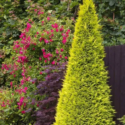 Sárga Oregoni hamisciprus „Stardust” 100-125cm „Chamaecyparis lawsoniana Stardust”