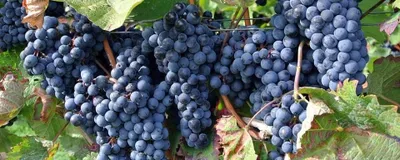 Borszőlő „Cabernet” 30-50cm