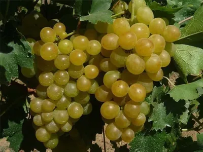 Csemegeszőlő „Csabagyöngye” 30-50cm (Szabadgyökeres)
