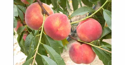 Őszibarack „Early Redhaven” 100cm (Konténeres)