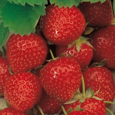 Eper „Ostara” (Folytontermő)