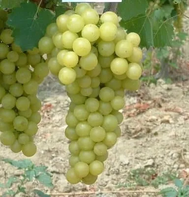 Csemegeszőlő „Favorit” 30-50cm