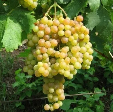Magnélküli szőlő „Fehér Szultán” 30-50cm