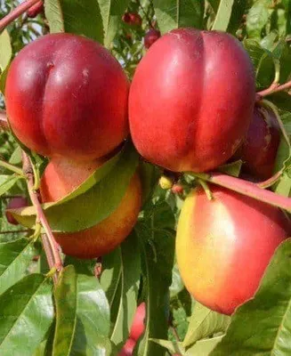 Nektarin „Flavortop” 100cm (Konténeres)