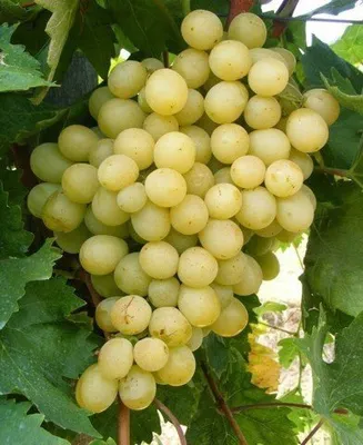 Csemegeszőlő „Itália” 30-50cm