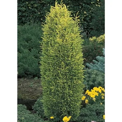 Közönséges Boróka ARANY 30-40cm „Juniperus Communis Gold Cone”