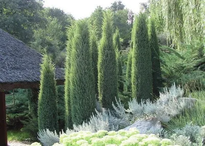 Ír Oszlopos Boróka 30-40cm „Juniperus Communis Hibernica”