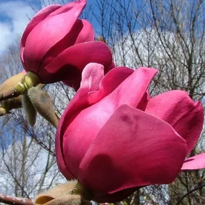 Magnolia „Vulcan” 150 cm