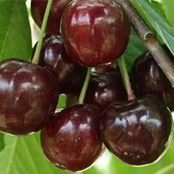 Cseresznye „Katalin” 100cm (Konténeres)