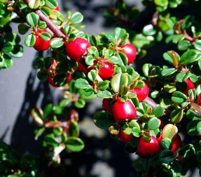 Kislevelű madárbirs 30cm „Cotoneaster microphyllus Streib’s Findling”