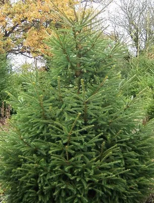 Közönséges Lucfenyő 30cm „Picea Abies”