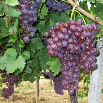 Csemegeszőlő „Piros Saszla” 30-50cm