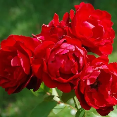Parkrózsa „Lili Marleen” 30cm Sötétpiros