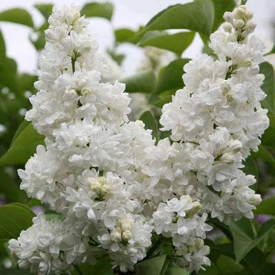 Orgona „Mme Lemonie” FEHÉR 30-40cm „Syringa vulgaris”