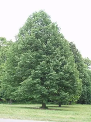 Ezüst Hárs 250cm „Tilia tomentosa”