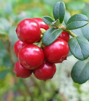 Tőzegáfonya „Pilgrim” 10-20cm „Vaccinium Macrocarpon Pilgrim”