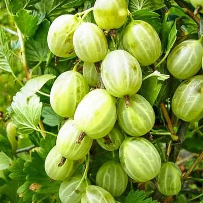 Egres „Hinomaki Gron” 30-40cm „Ribes uva-crispa” Bokros