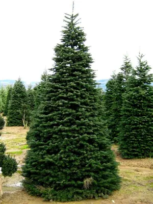 Nordmann fenyő 30cm Kakukázusi Jegenyefenyő „Abies nordmanniana”