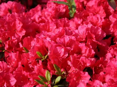 Azálea „Canzonetta” Pirosas-rózsaszín 30-40cm „Azalea Japonica”