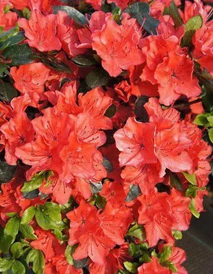 Azálea ” Satschiko” Narancssárga 30-40cm „Azalea Japonica”