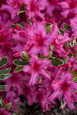 Azálea „Silver Sword” Tarka levelű Rózsaszín 30-40cm „Azalea Japonica”