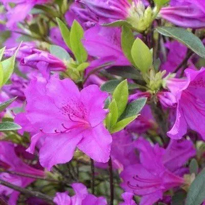 Azálea „Takako” Bíborlila 30-40cm „Azalea Japonica”
