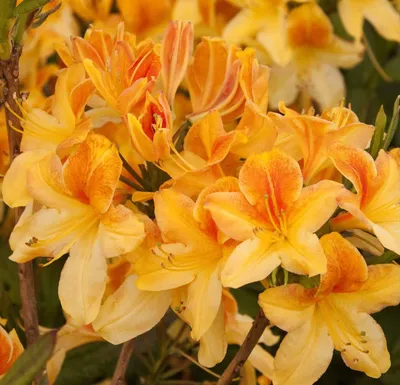 Azálea „Golden Lights” Aranysárga 30-40cm „Azalea Mollis”