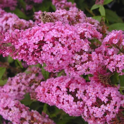 Nyári Orgona „Pink delight” RÓZSASZÍN 30-40cm „Buddleia davidii”