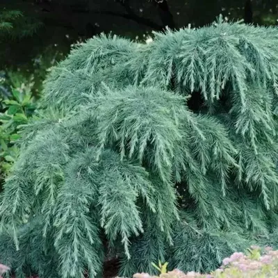 Kék terülő Himalájai Cédrus 30cm „Cedrus Deodara Feelin Blue”